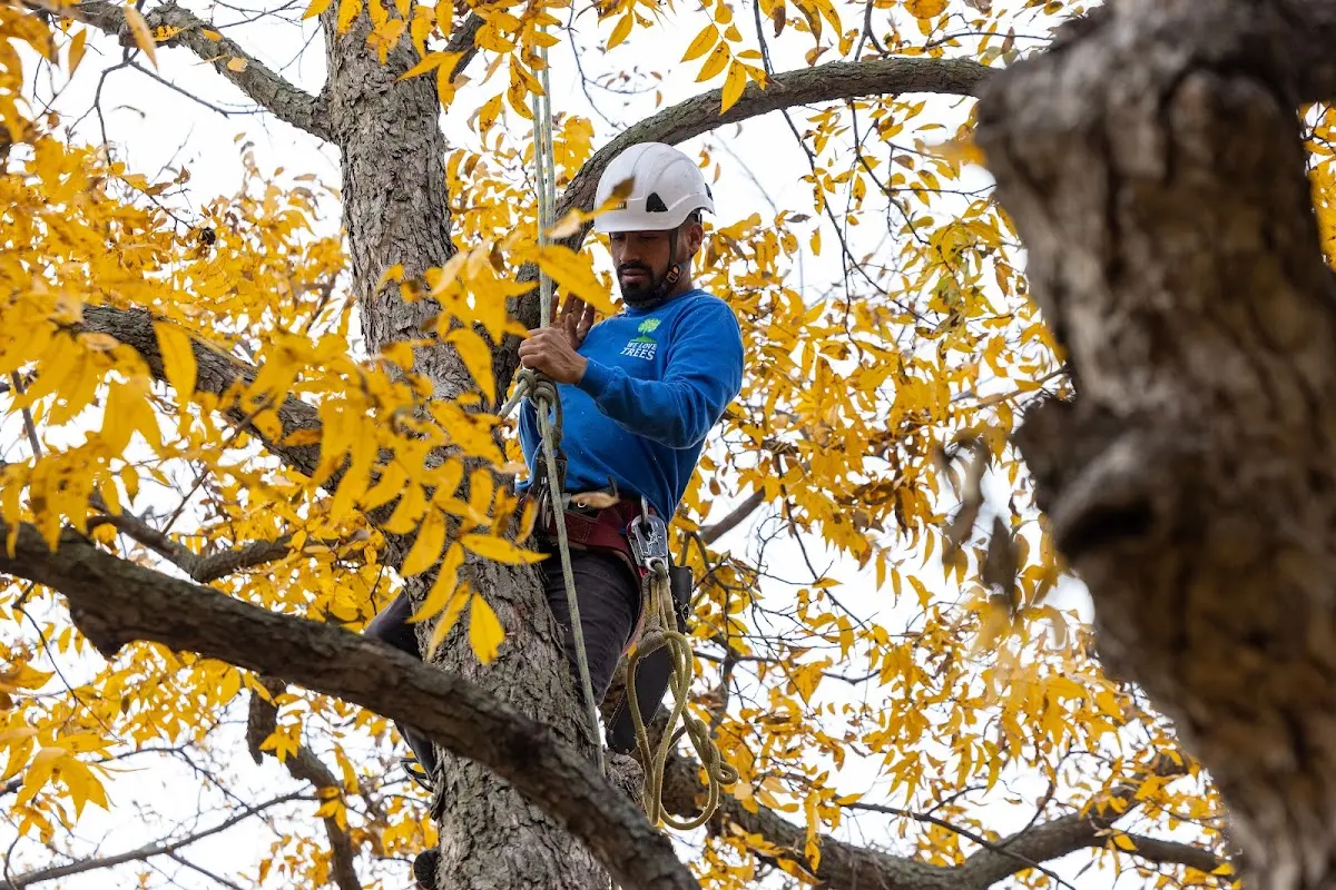 Skilled Tree Pruning crew working in Greeley