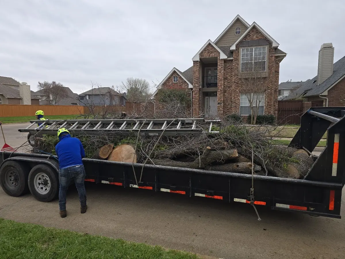 Expert Crown Reduction with proper safety equipment in Greeley